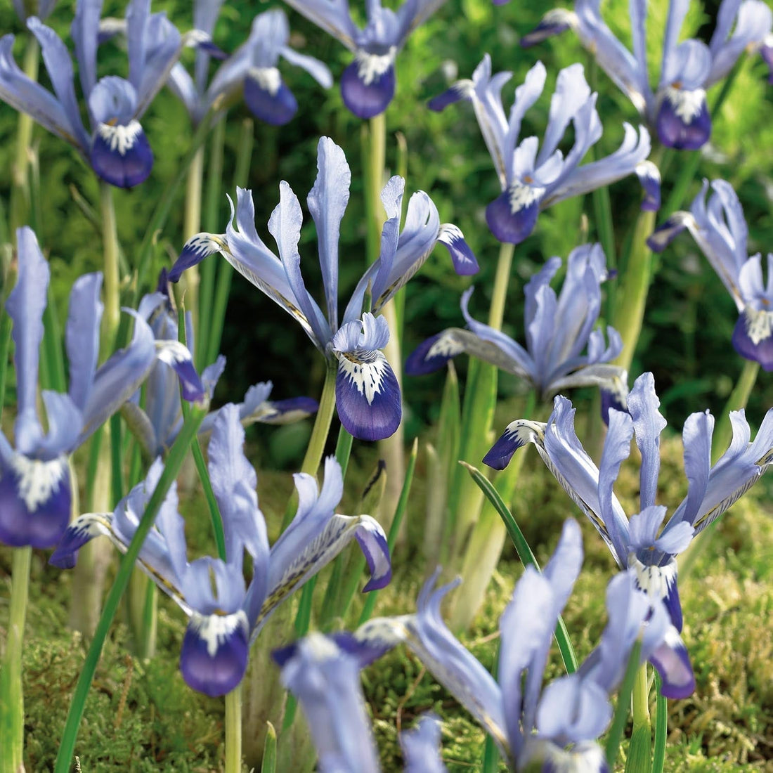 Iris 'Clairette'