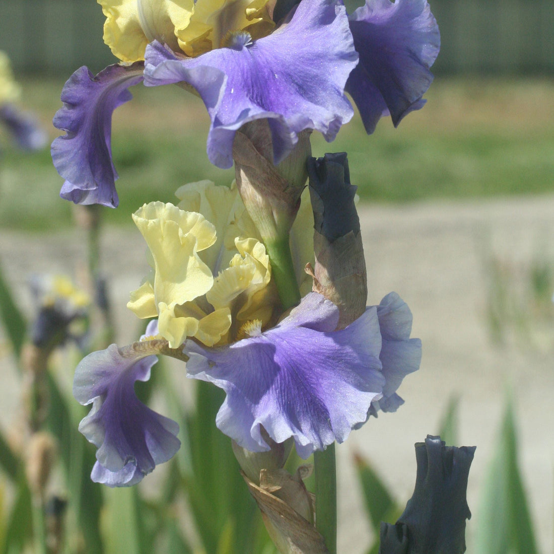 Iris 'Edith Wolford'