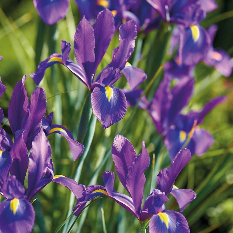 Iris 'Purple Sensation'