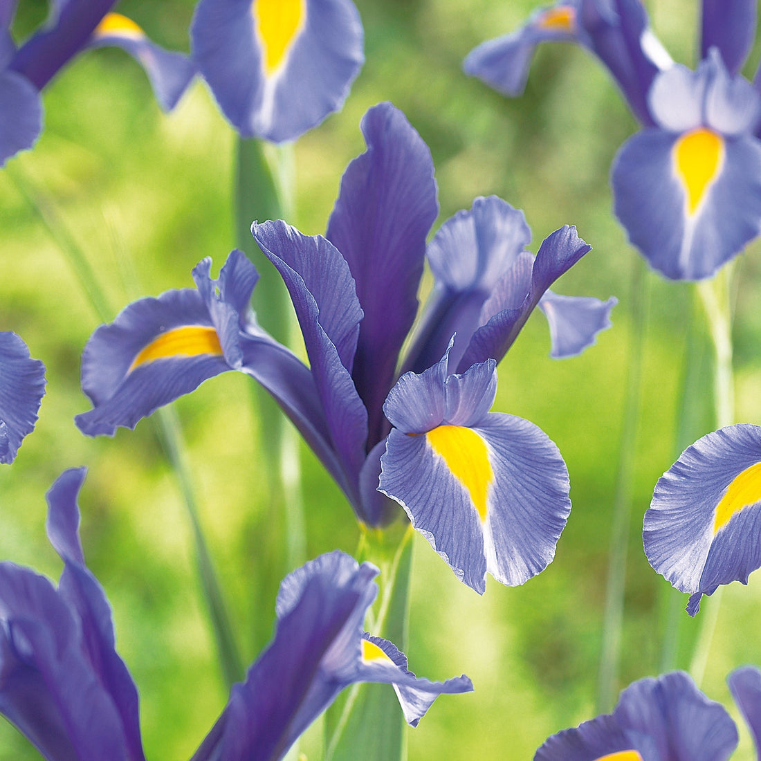 Iris 'Sapphire Beauty'