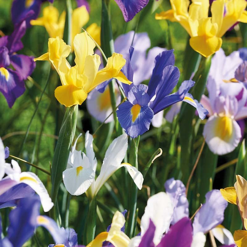 Irisblanding 'Hollandica Mixed'