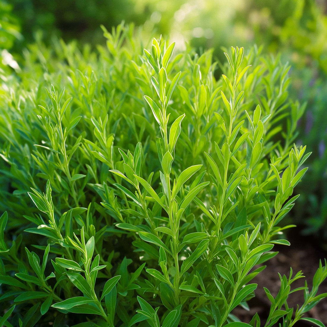 Isop frø - 300 Økologiske frø