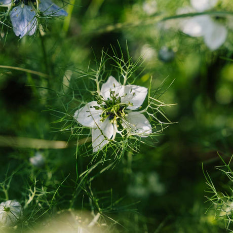 Jomfru i det grønne frø - 100 Økologiske frø