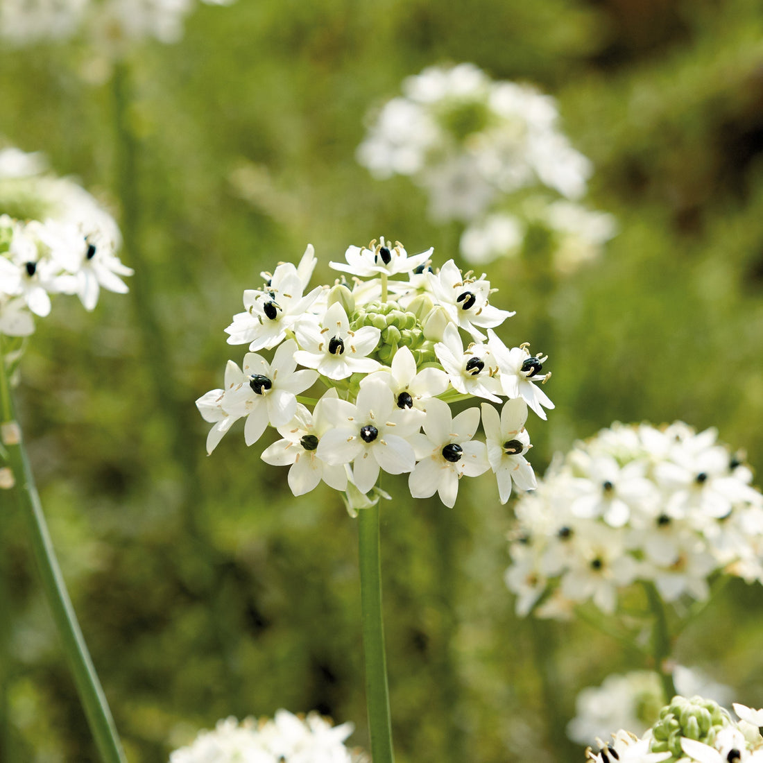 Kæmpe Fuglemælk, Ornithogalum saundersiae