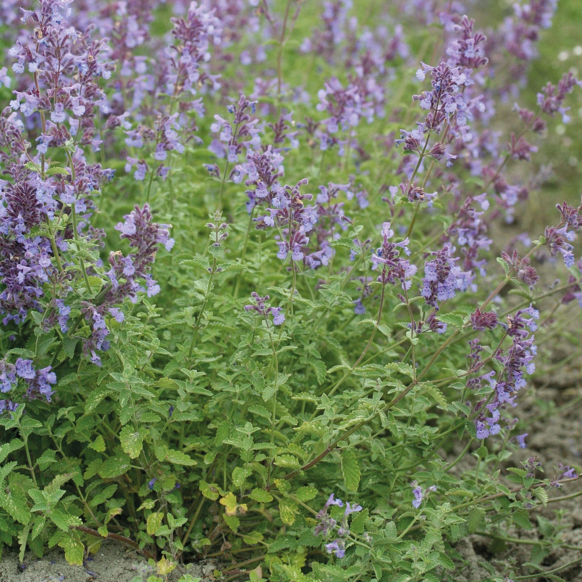 Katteurt, Nepeta 'Walker's Low'