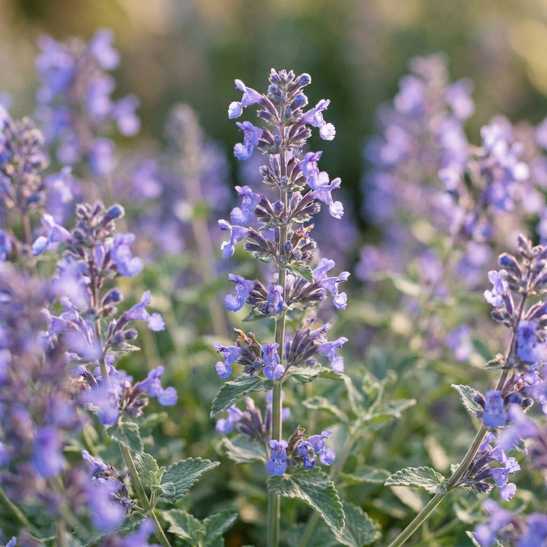 Katteurt, Nepeta 'Walker's Low'