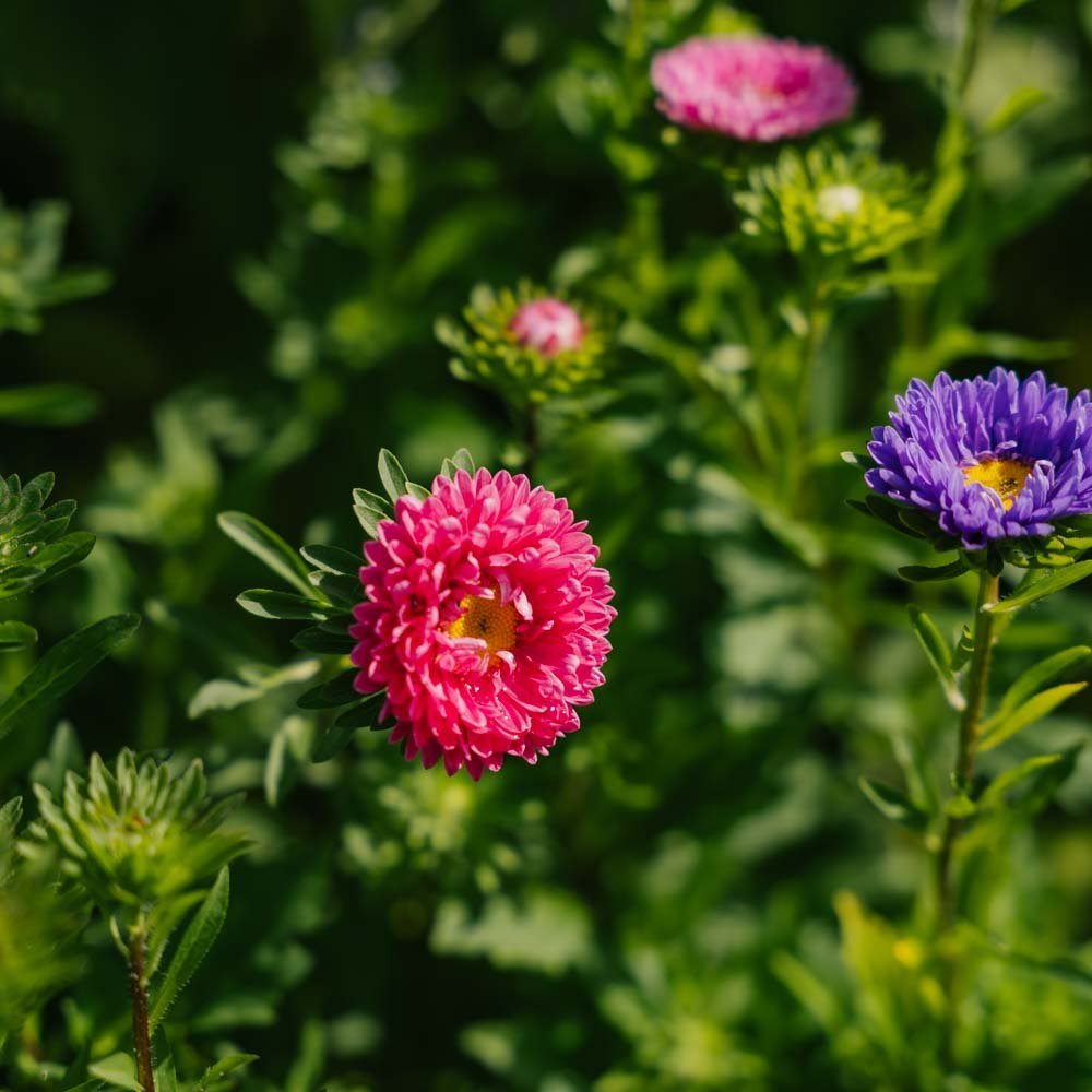 Kina Aster Frø 'Matsumoto Mix' - 125 Økologiske frø