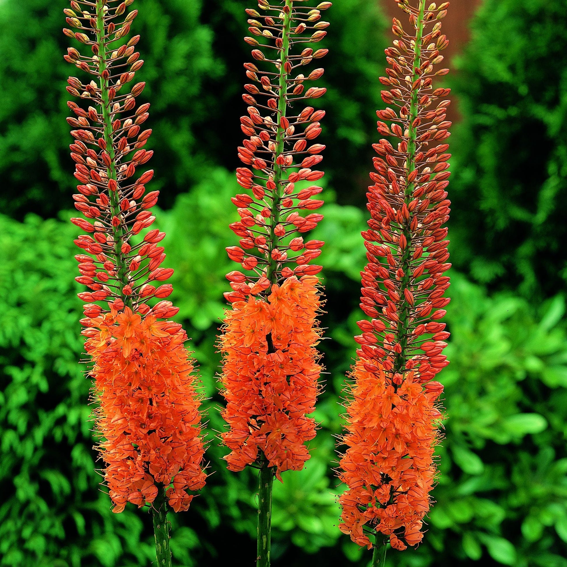 Kleopatras nål, Eremurus 'Cleopatra'