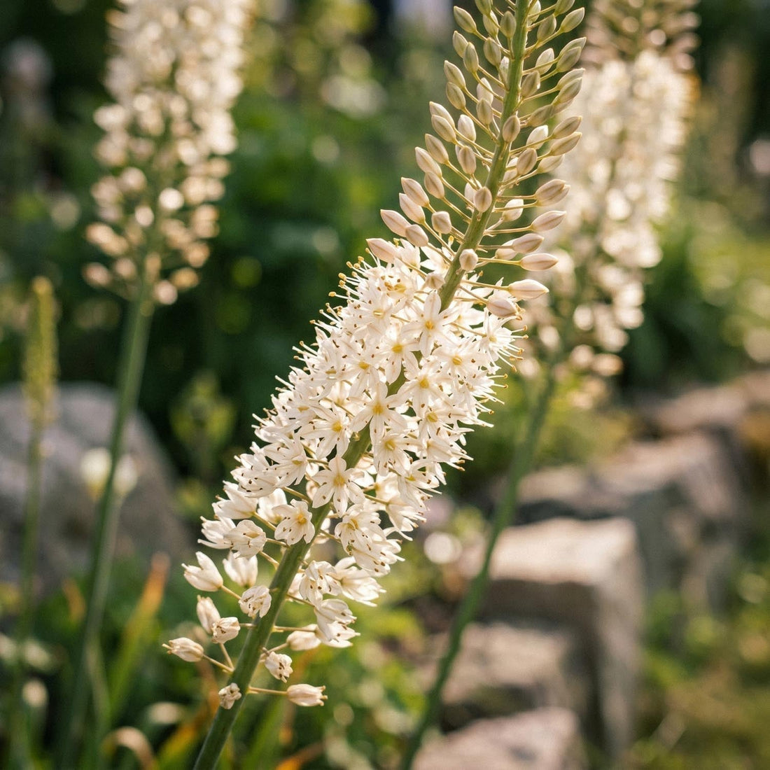 Kleopatras nål, Eremurus 'Himalaicus'