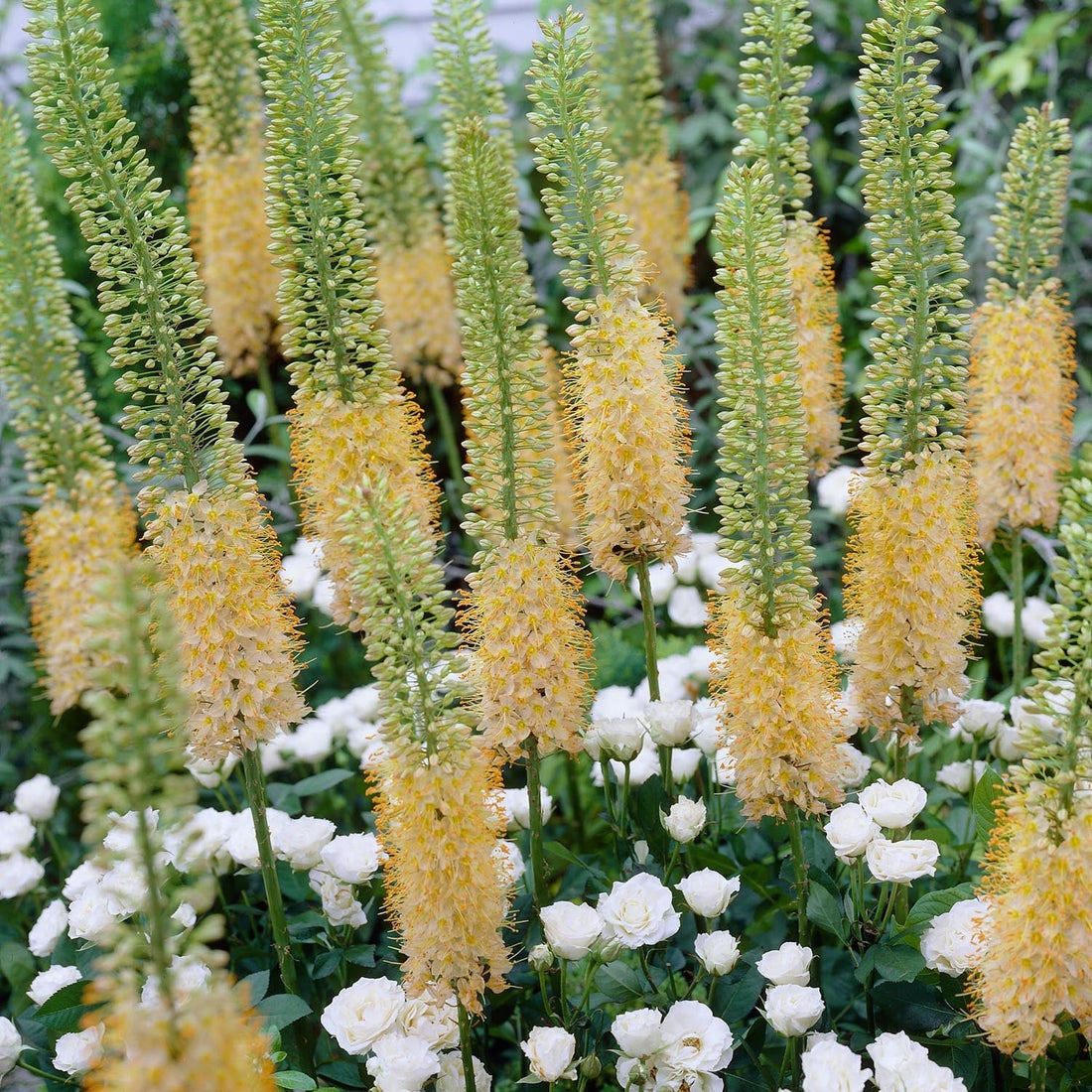 Kleopatras nål, Eremurus 'Romance'