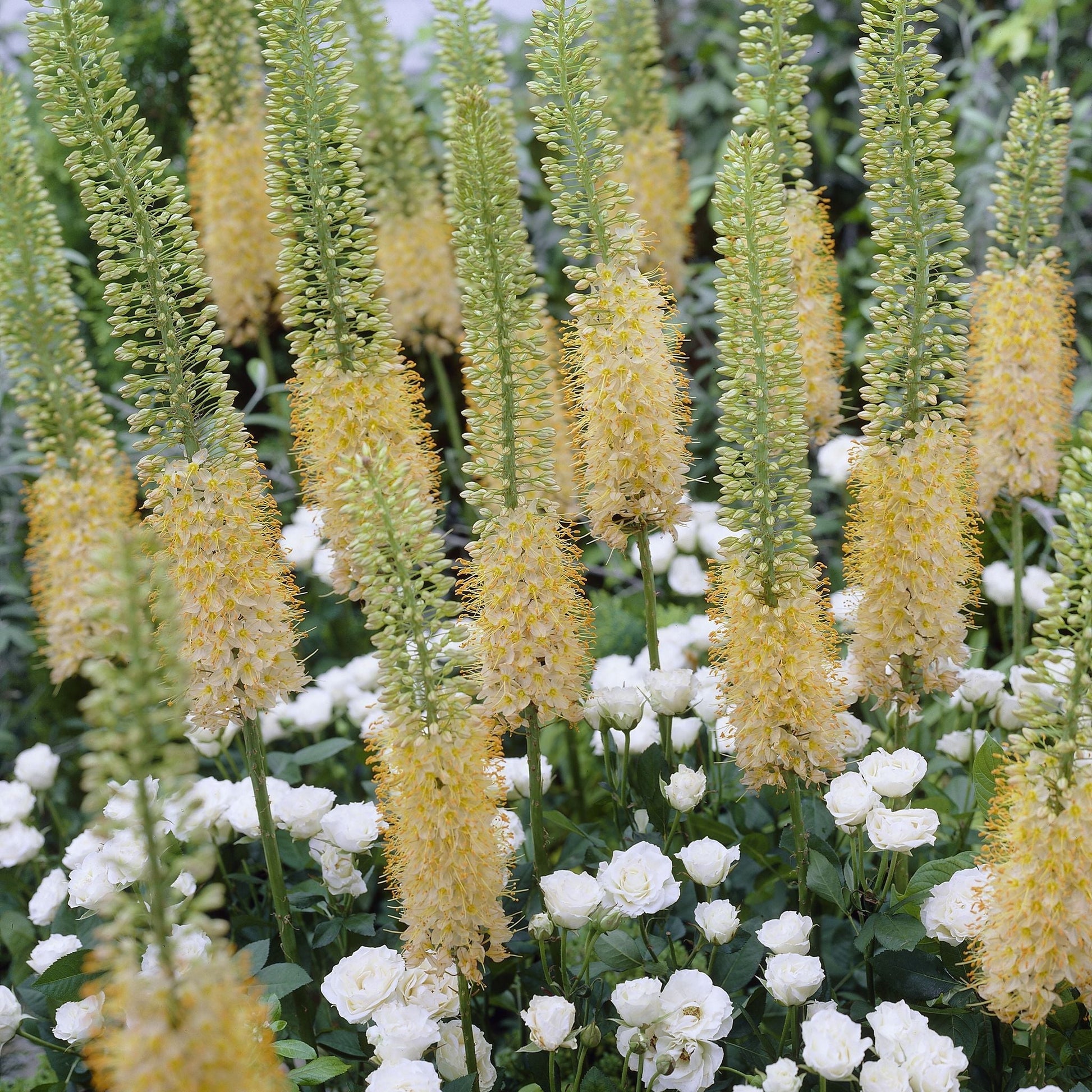 Kleopatras nål, Eremurus 'Romance'