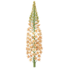 Kleopatras nål barrodsplanter / Eremurus