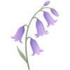 Klokkeskilla løg / Hyacinthoides