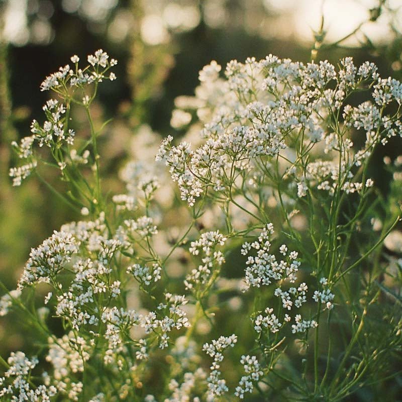 Kommen frø - 500 Økologiske frø