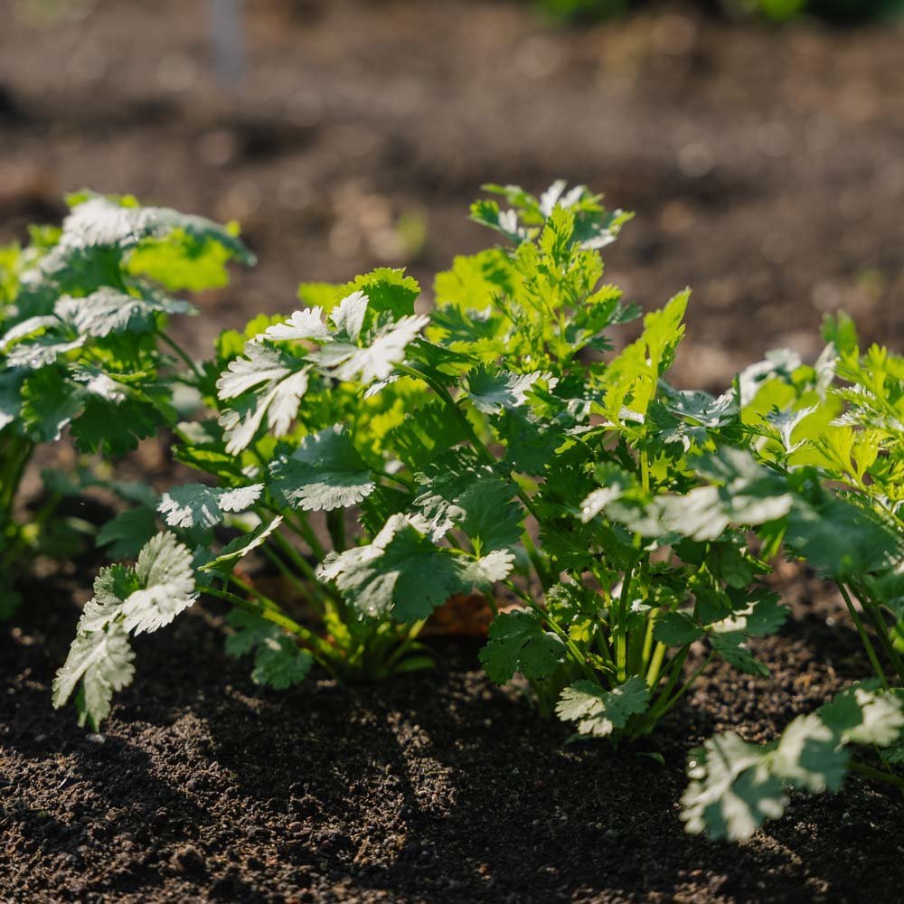 Koriander frø - 100 Økologiske frø