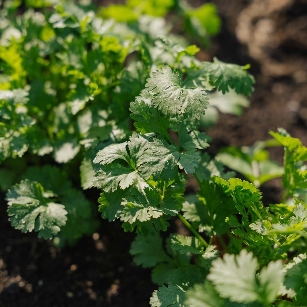 Koriander frø - 100 Økologiske frø