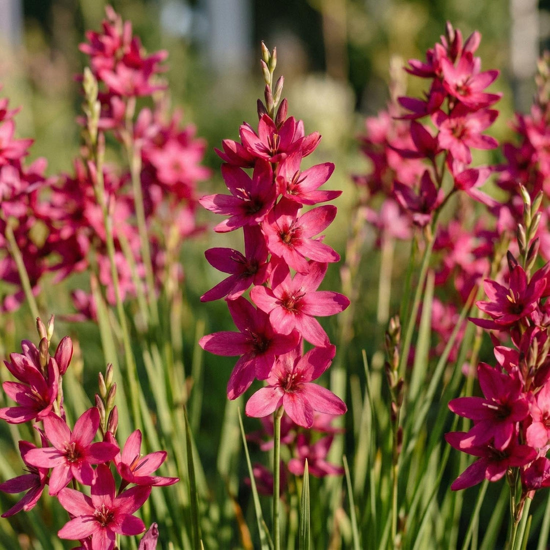 Kornlilje, Ixia 'Mabel'