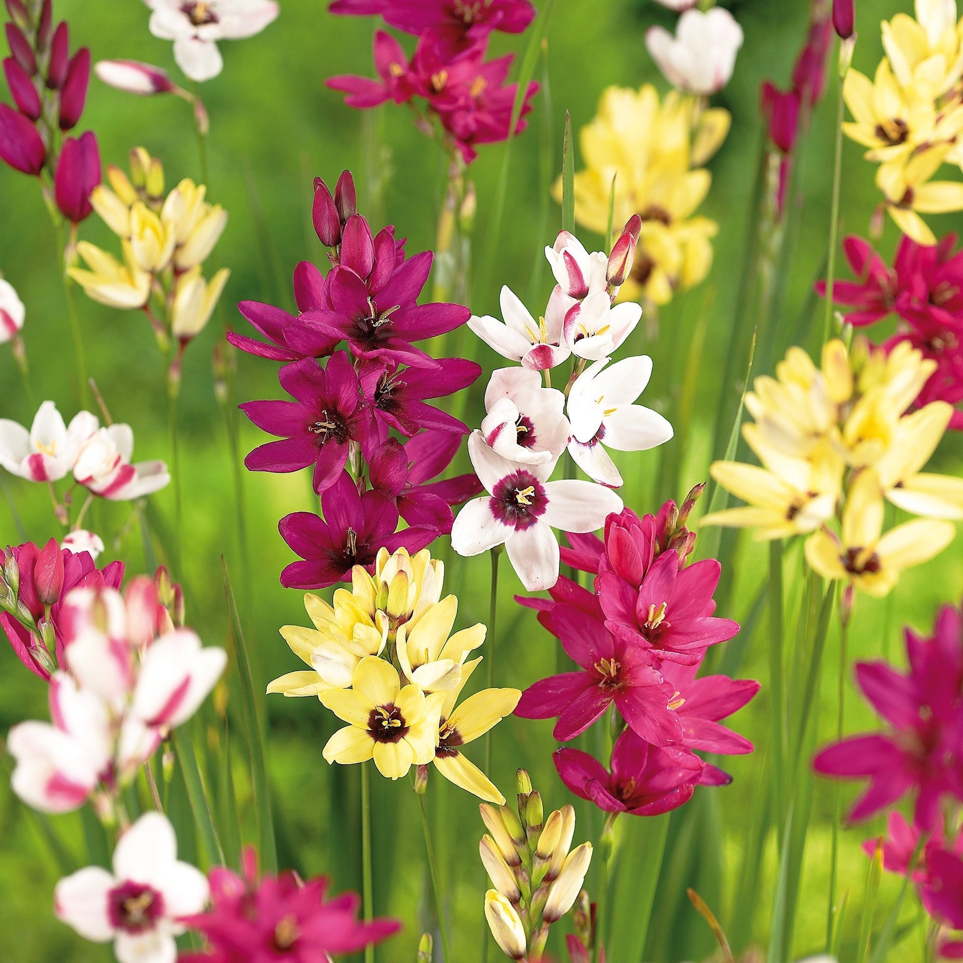 Kornlilje, Ixia 'Mixed'