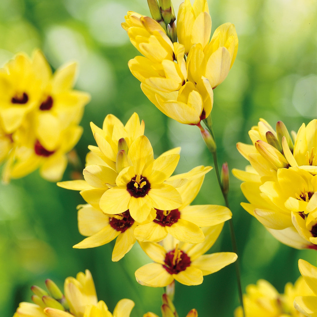 Kornlilje, Ixia 'Yellow Emperor'