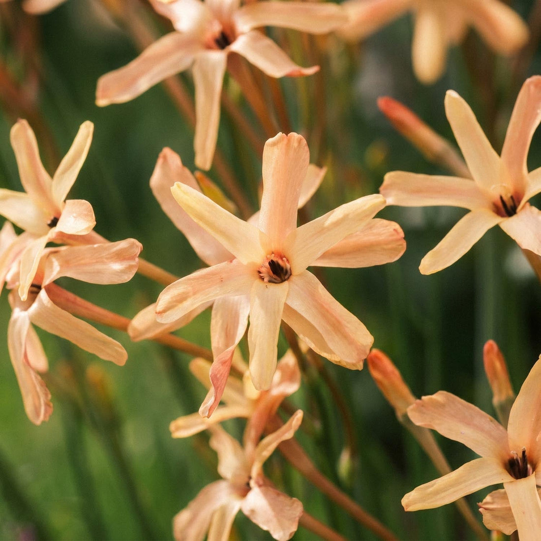 Kornlinje, Ixia 'Eos'