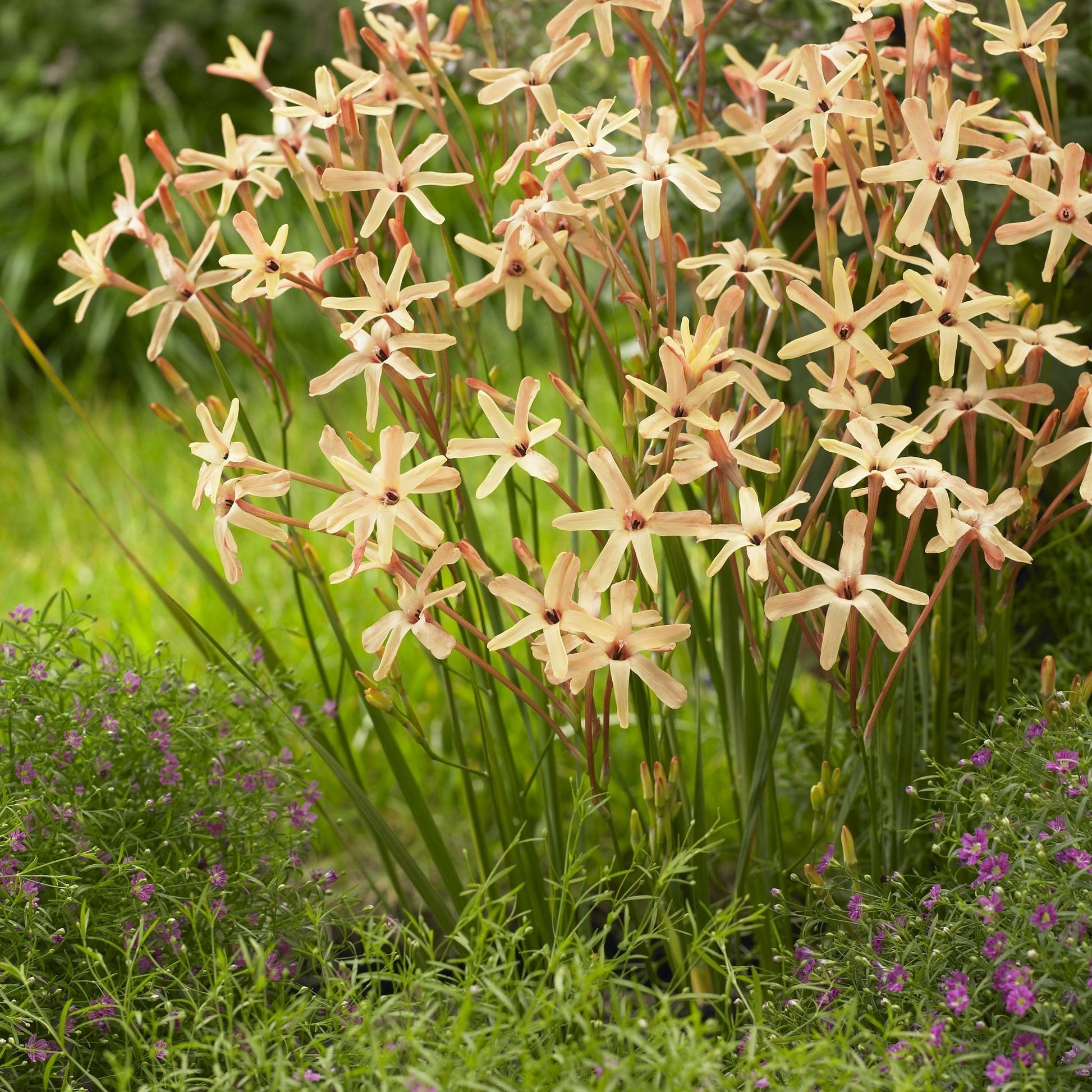 Kornlinje, Ixia 'Eos'