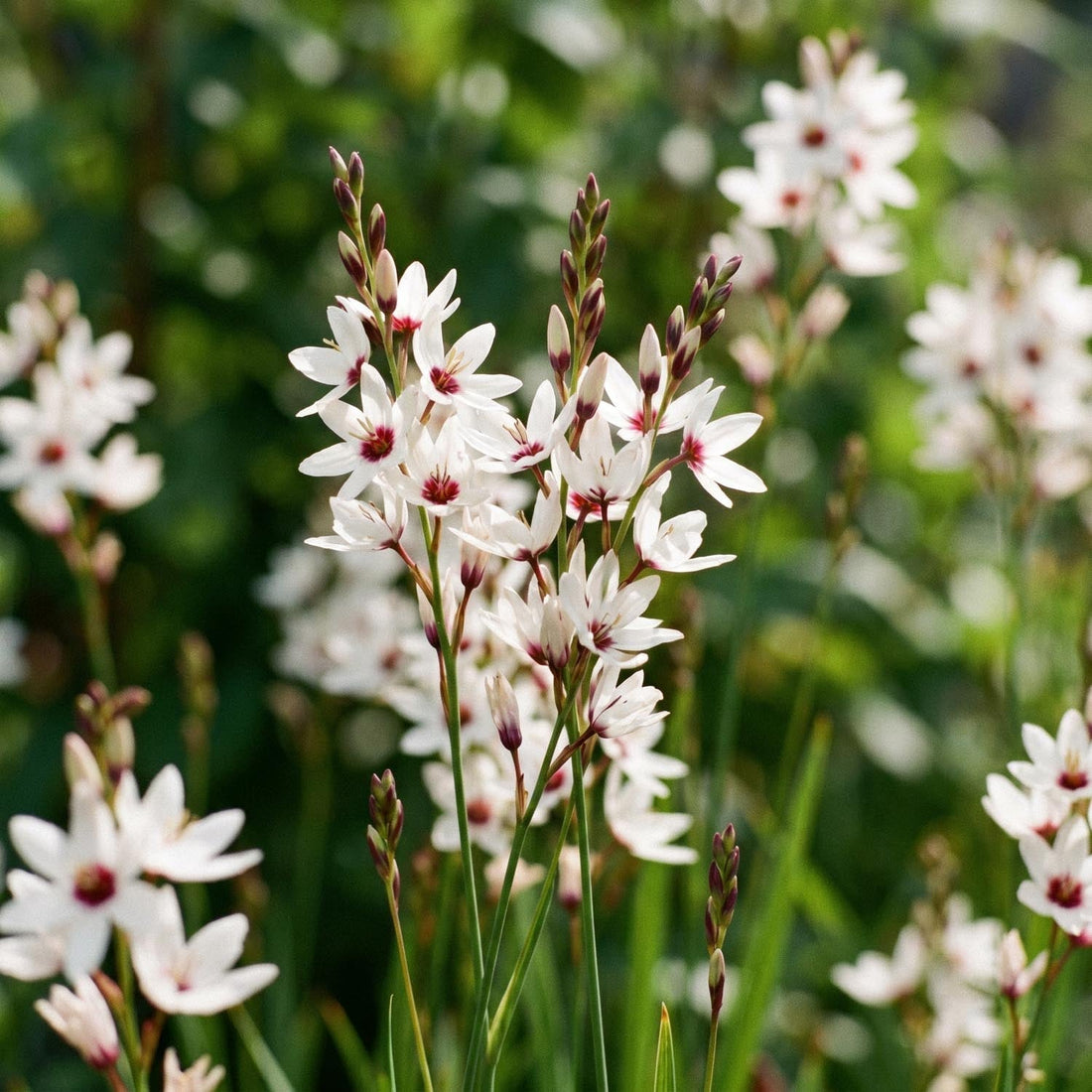 Kornlinje, Ixia 'Spotlight'