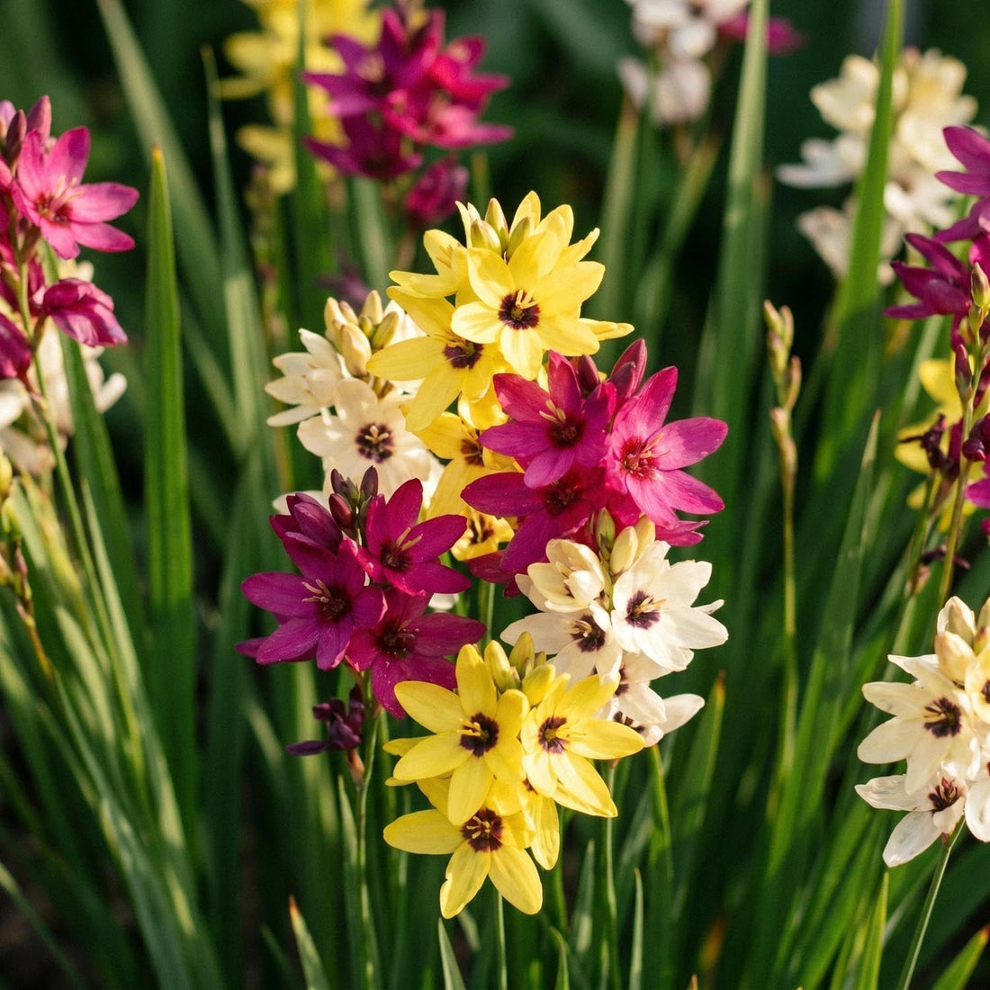 Kornlinjeblanding, Ixia 'Mixed'