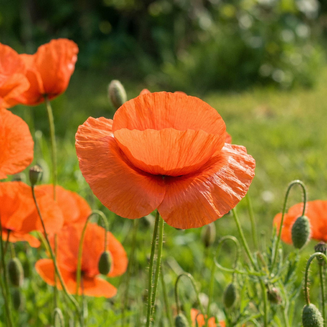 Kornvalmue frø 'Common poppy' - 700 Økologiske frø