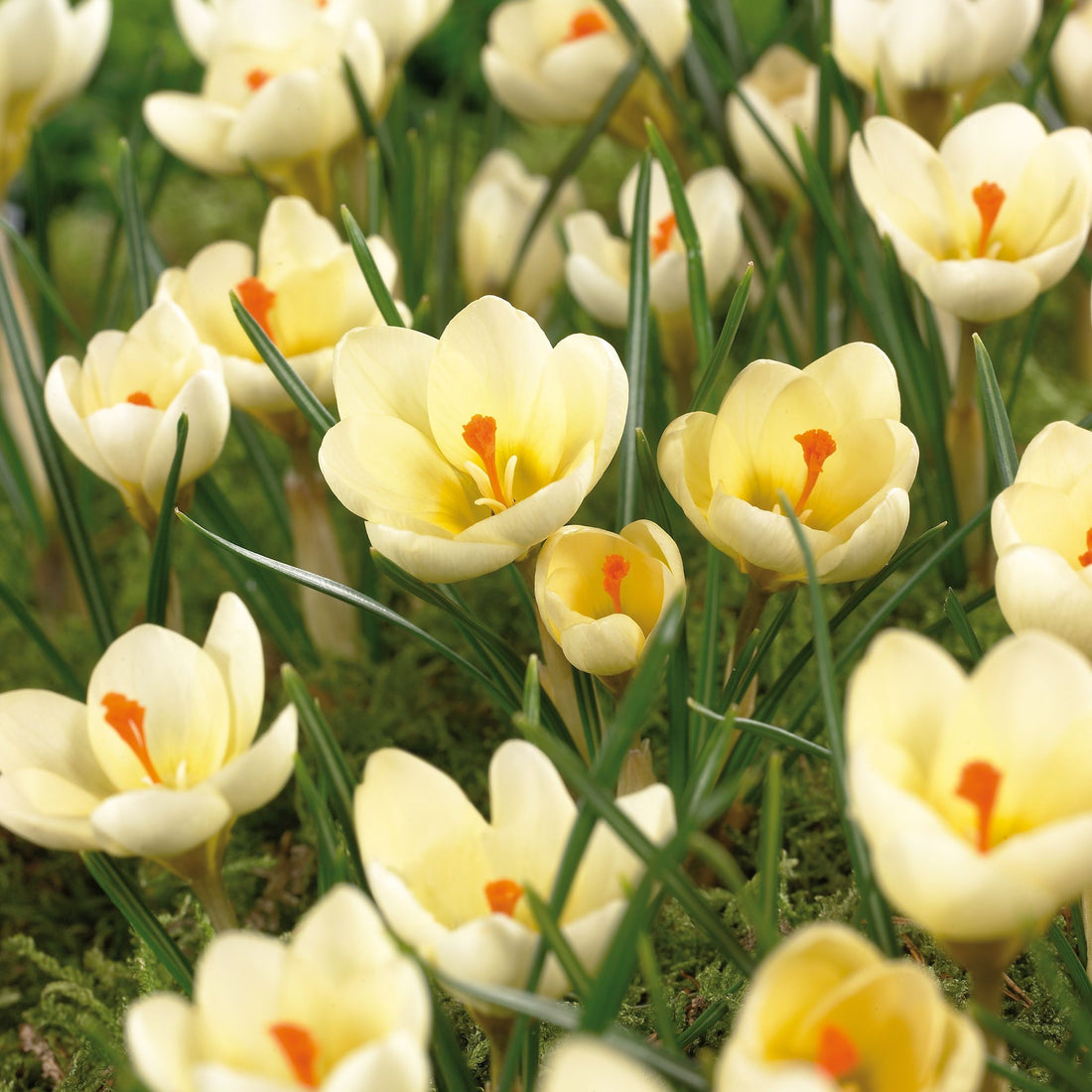 Krokus 'Cream Beauty'