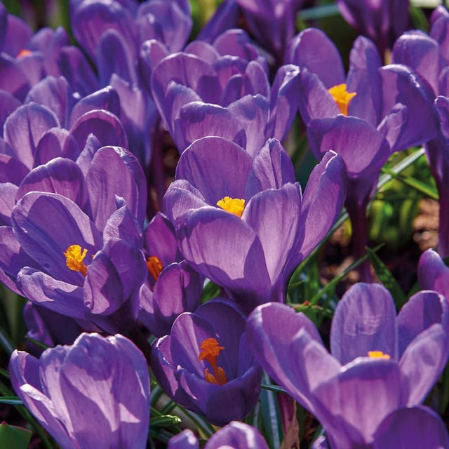 Krokus, Crocus 'Flower Record'