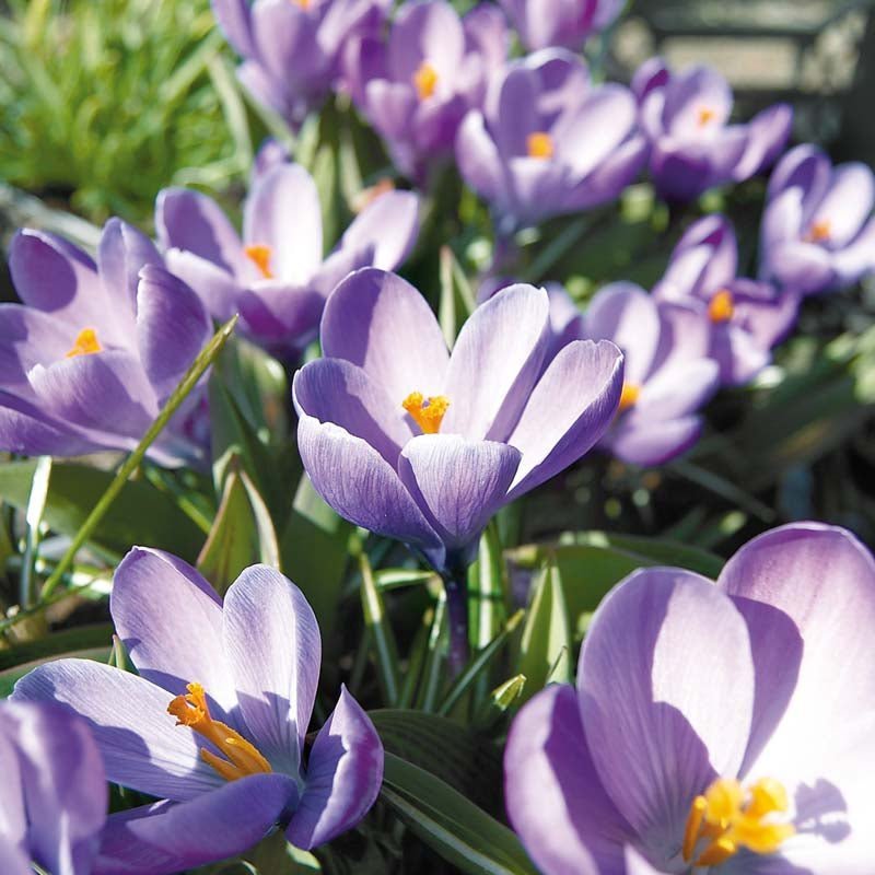 Krokus, Crocus 'Grand Maitre'