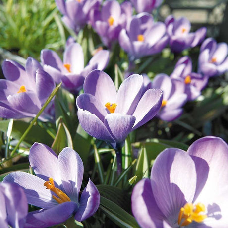 Krokus, Crocus 'Grand Maitre'