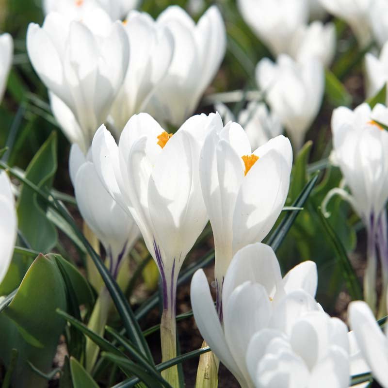 Krokus, Crocus 'Jeanne d'Arc'