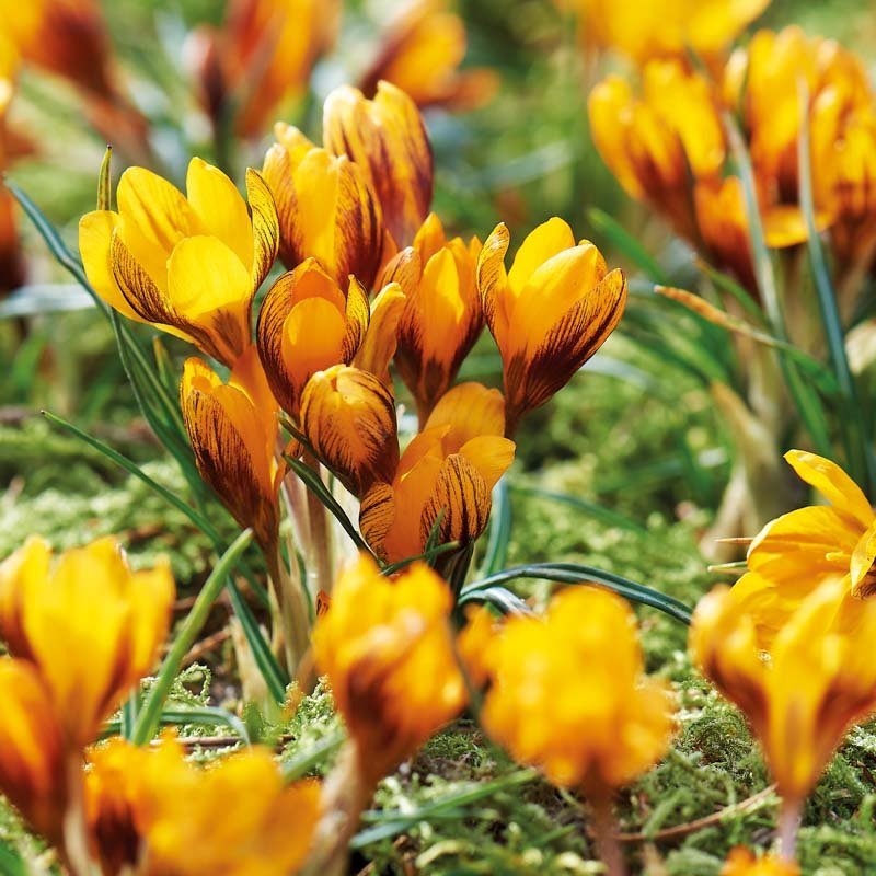 Krokus, Crocus 'Orange Monarch'