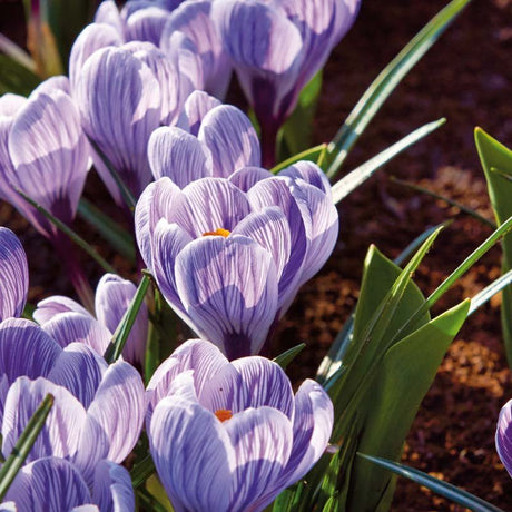 Krokus, Crocus 'Pickwick'