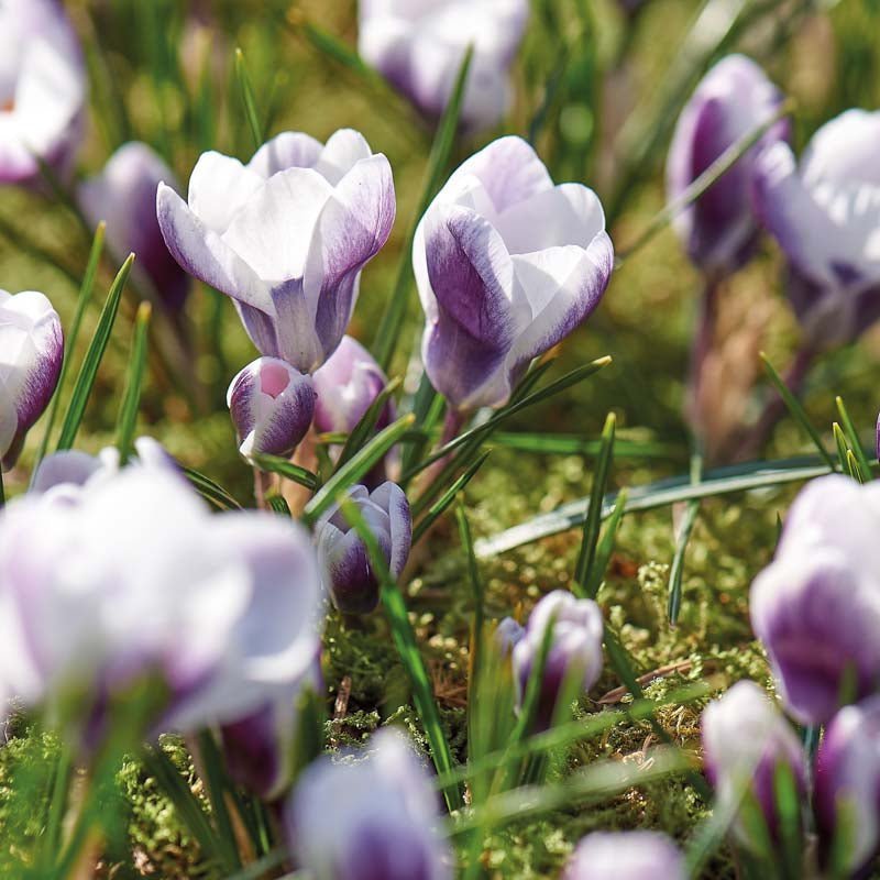 Krokus, Crocus 'Prins Claus'