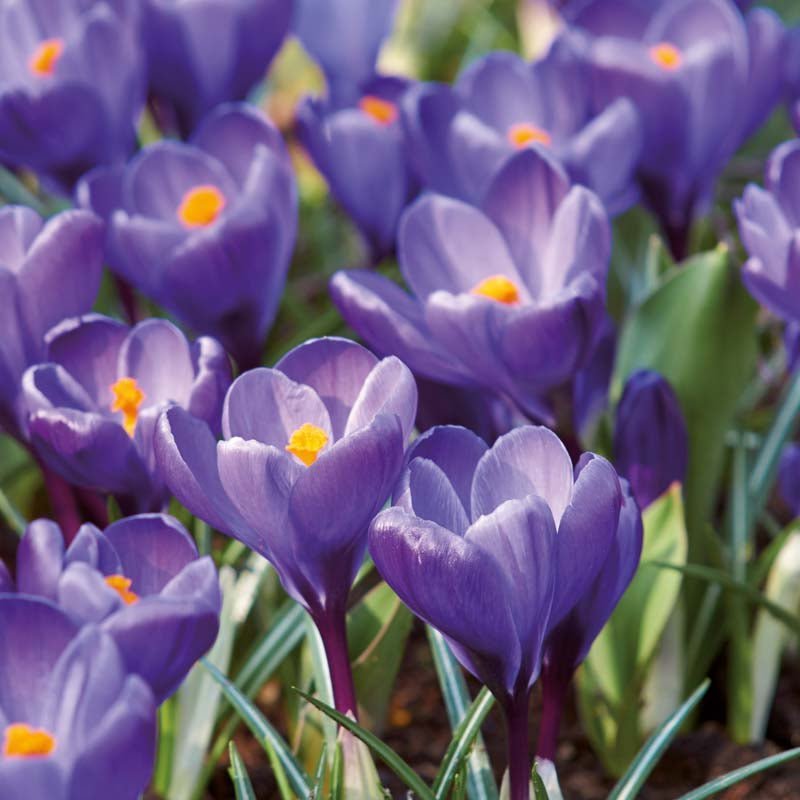 Krokus, Crocus 'Remembrance'