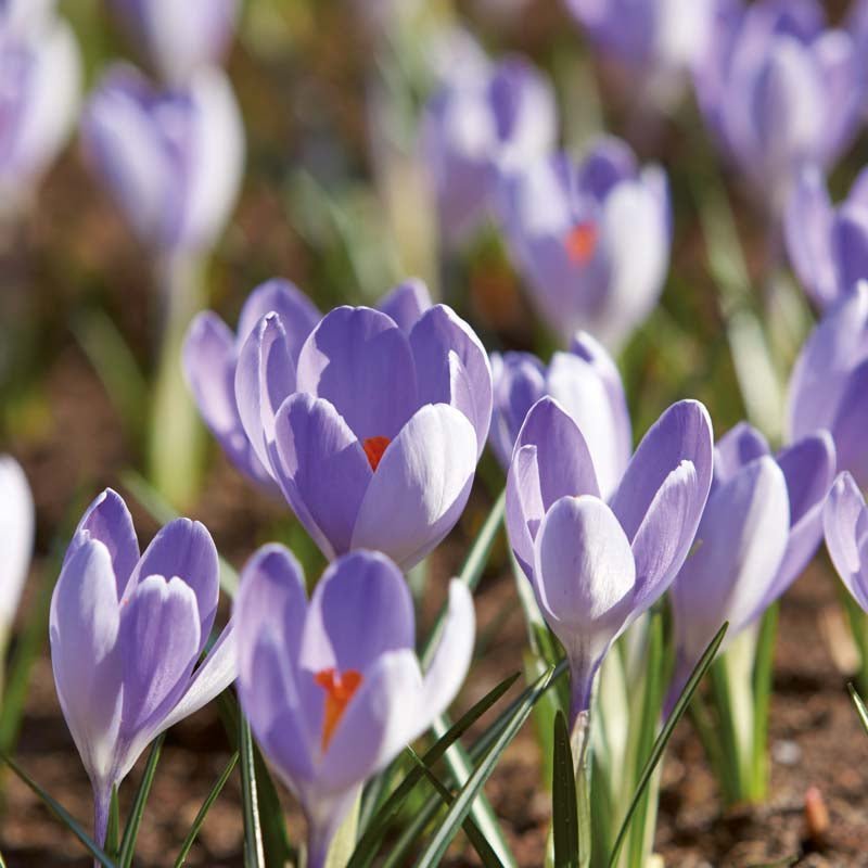 Krokus, Crocus 'Vanguard'