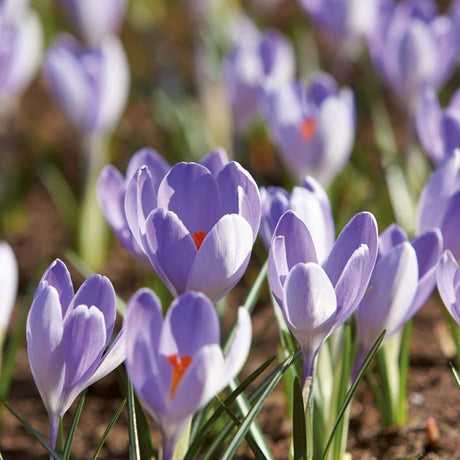 Krokus, Crocus 'Vanguard'