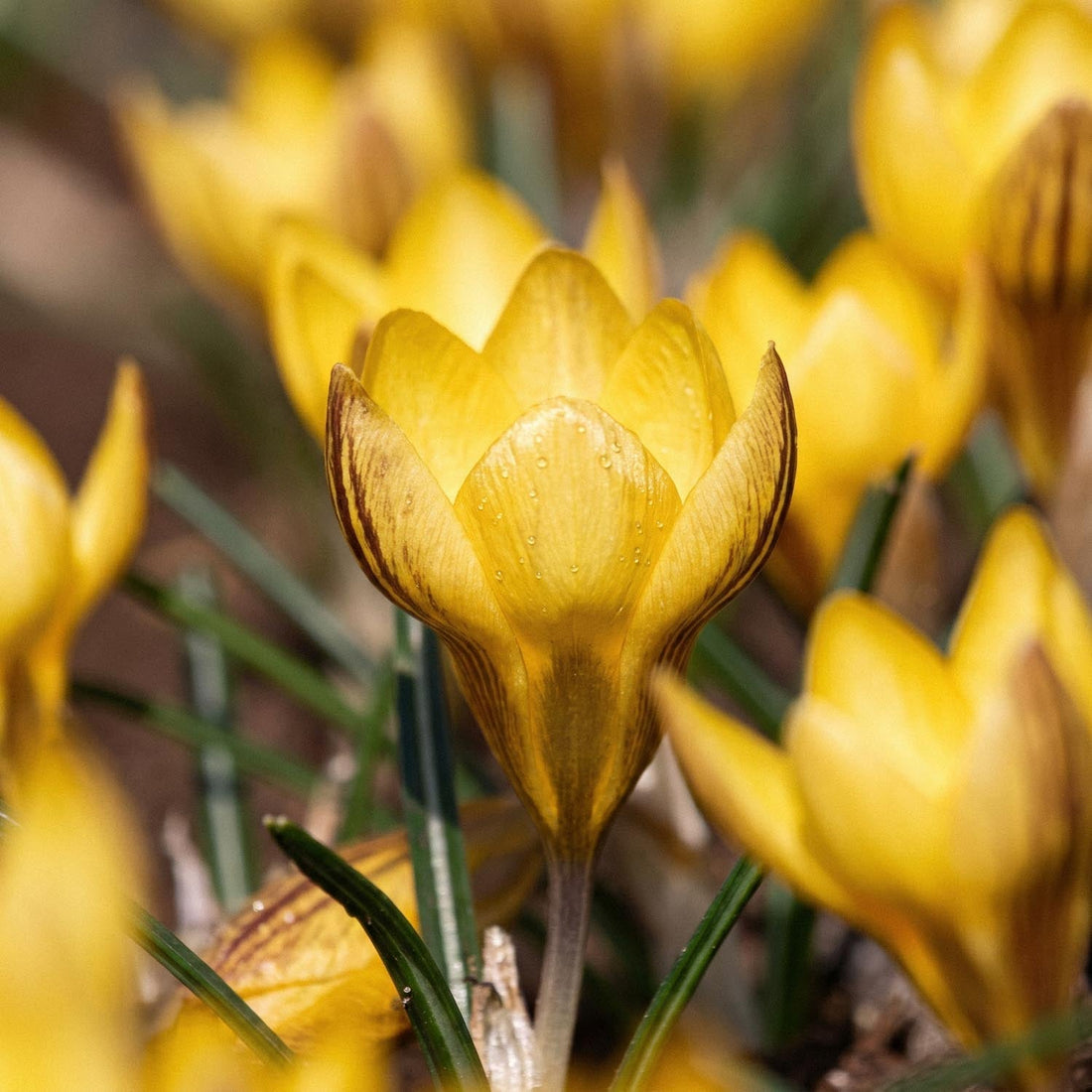 Krokus 'Fuscotinctus'