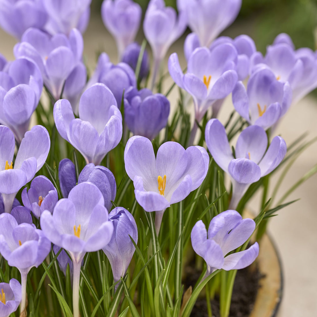 Krokus 'Hummingbird'