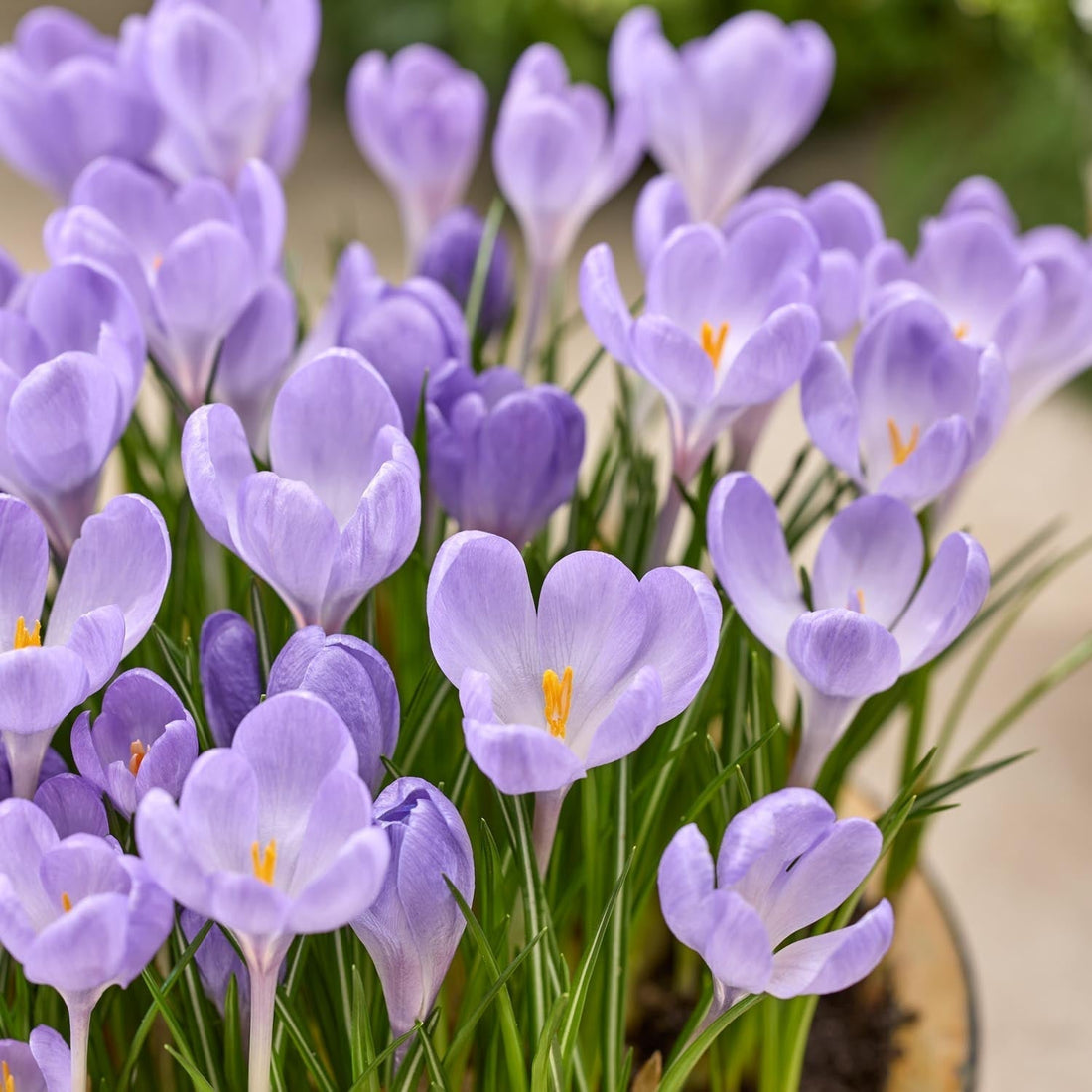 Krokus 'Hummingbird'