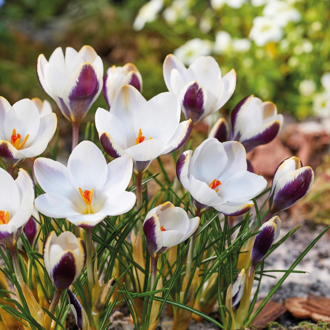 Krokus 'Panda'