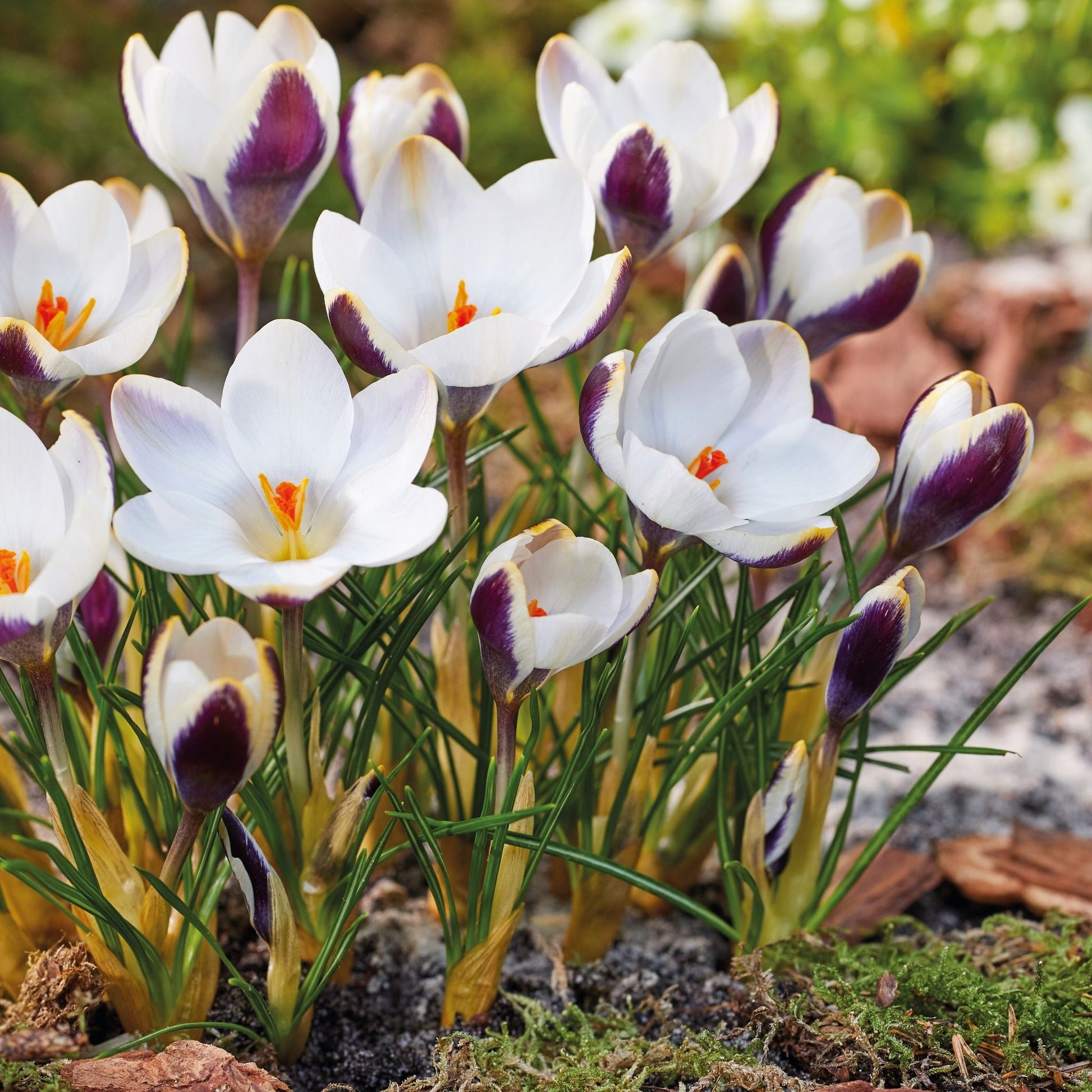 Krokus 'Panda'