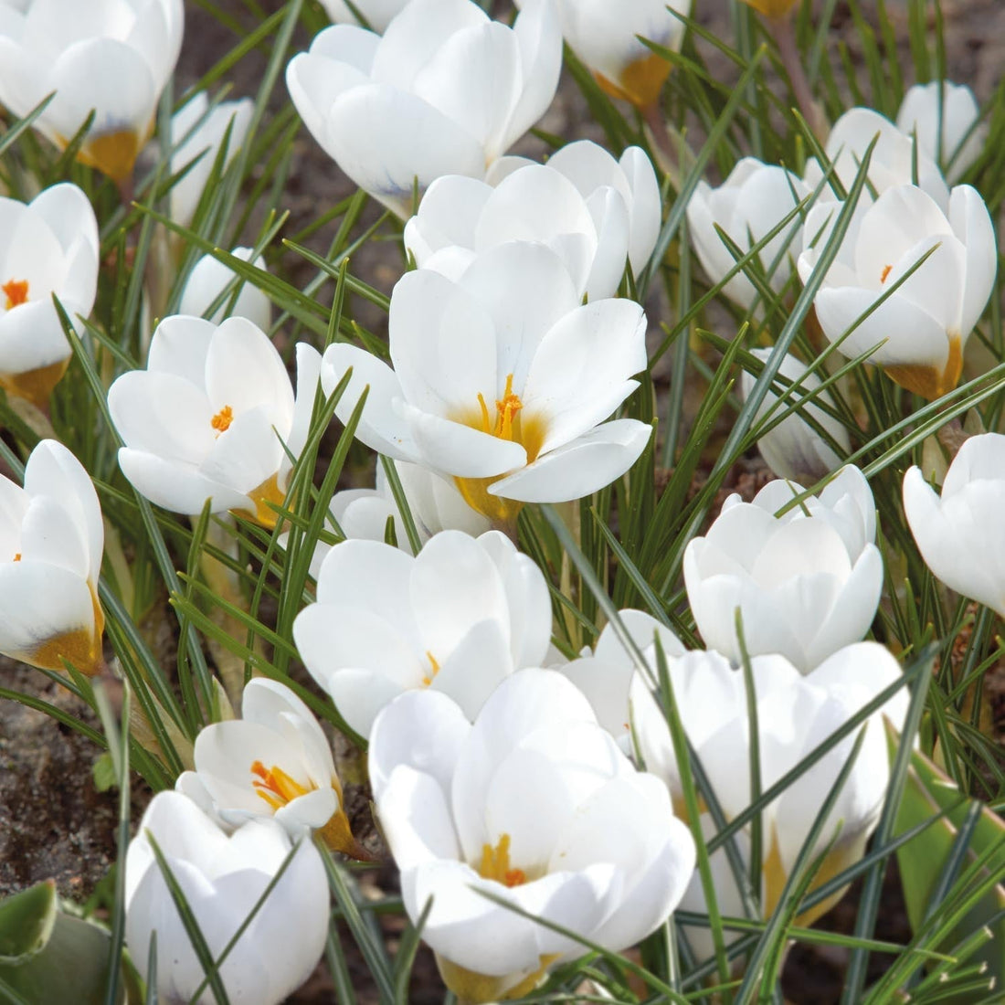 Krokus 'Polar Bear'