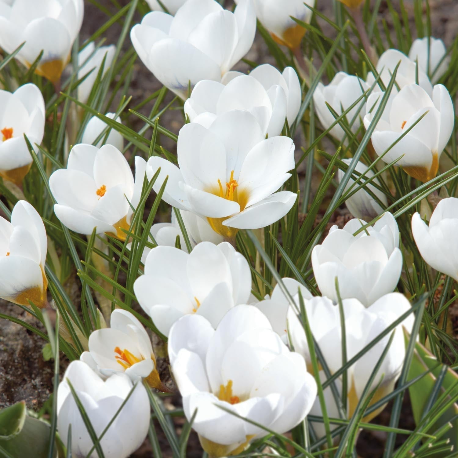 Krokus 'Polar Bear'