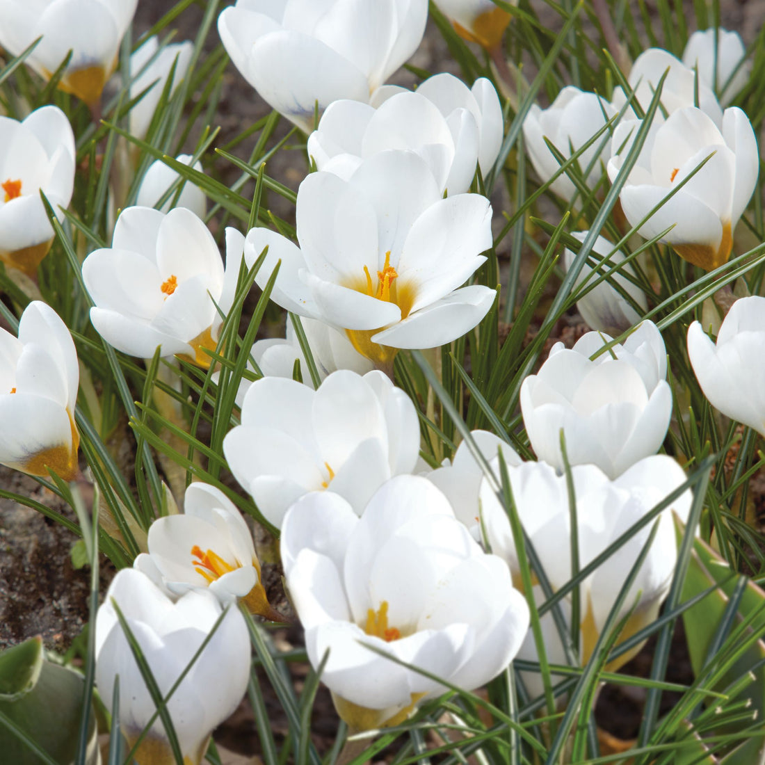 Krokus 'Polar Bear'