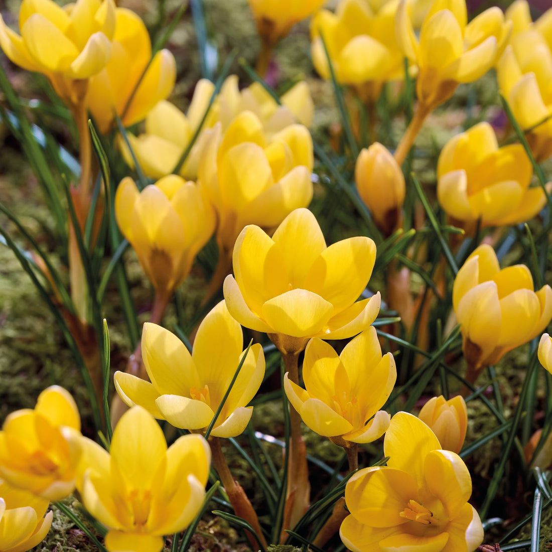 Krokus 'Romance'