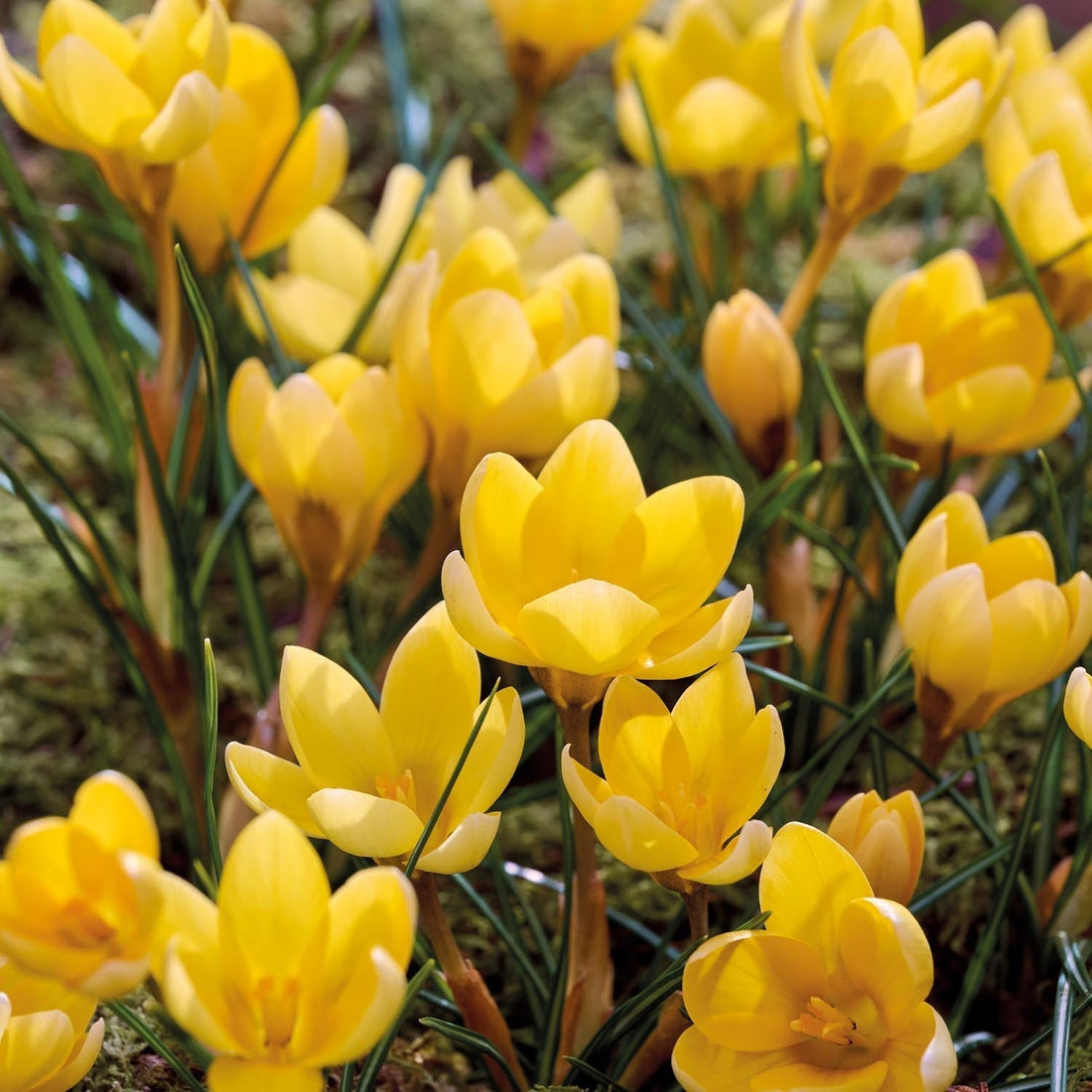 Krokus 'Romance'