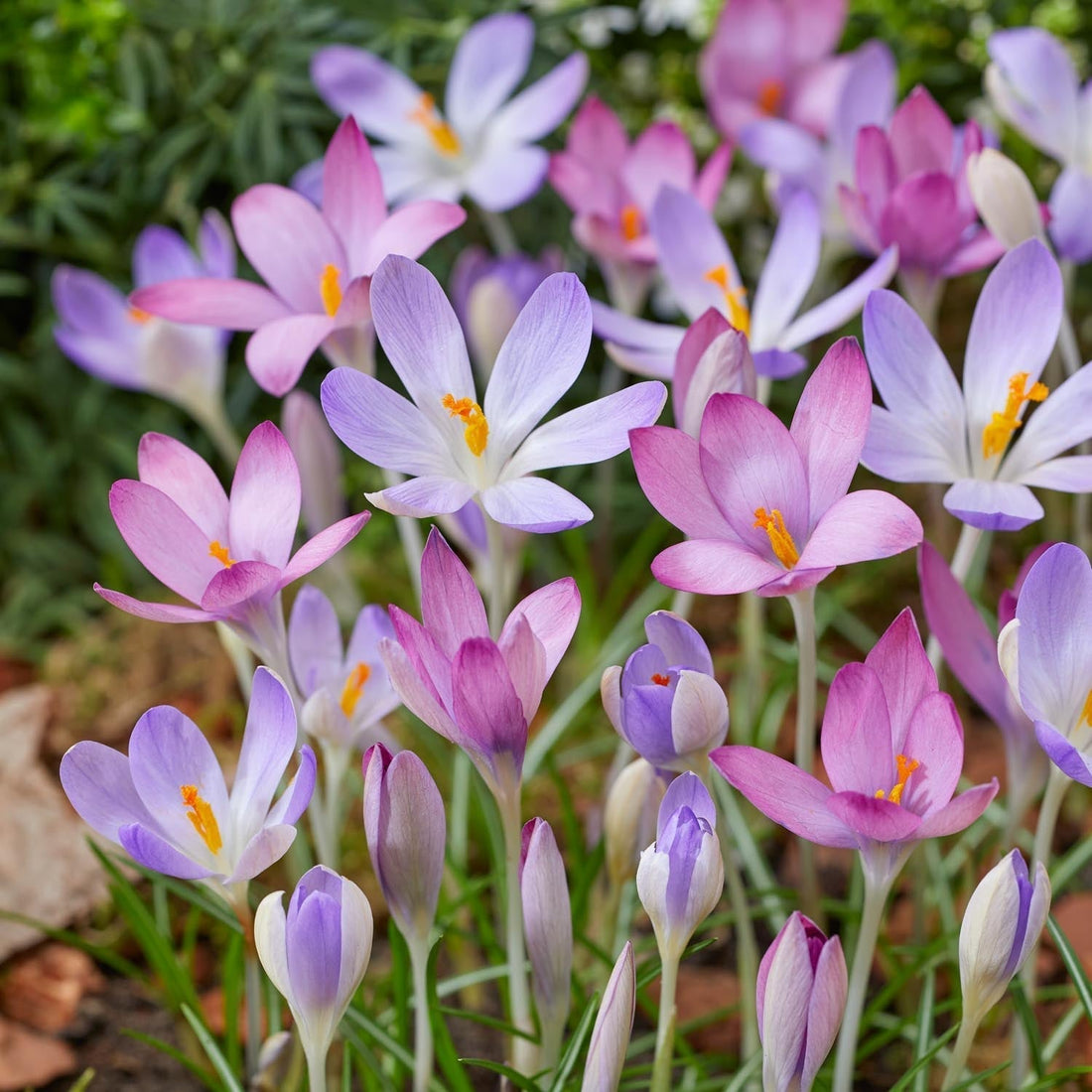 Krokus 'Roseus'